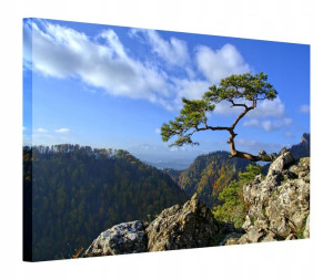 Obraz 130x90 Sosna Sokolica Pieniny
