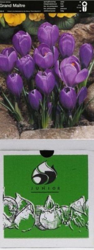 Krokus Grand Maitre 10 Szt.