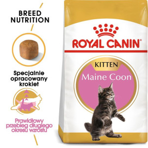 ROYAL CANIN Maine Coon Kitten Karma Sucha Dla Kociąt Do 15 Miesiąca Rasy Ma