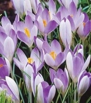 KROKUS WIOSENNY LILAC BEAUTY 5 sztuk cebul jasnofioletowy