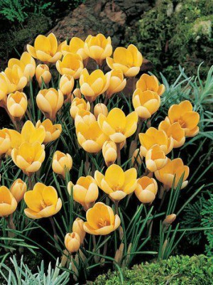 krokus dorothy kolor żółty 5 sztuk cebul