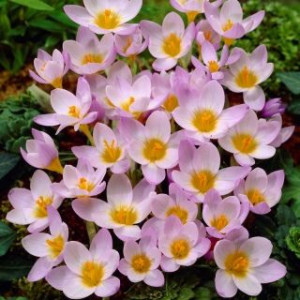 Krokus Firefly jasnofioletowy zestaw 5 sztuk cebul