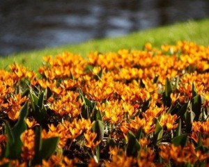 krokus złoty Romance, szafran, krokus wiosenny 5 sztuk