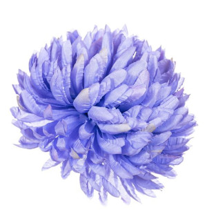 Chryzantema ananas niebieska