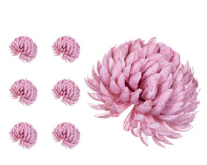 Chryzantema ananas mauve jesienny 6 sztuk