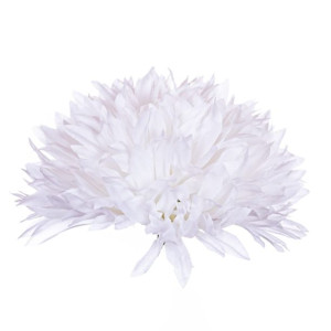 Chryzantema Aster główka białokremowa