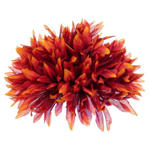 Chryzantema Aster główka rudo pomarańczowa