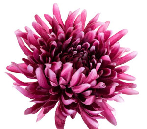 Chryzantema KRAB mauve główka