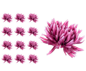 Chryzantema KRAB mauve główka 12 sztuk