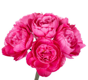 Peonia różowa bukiet