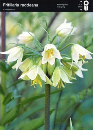 Fritillaria Szachownica Raddena 1 Szt.