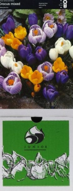 Krokus Mix 10 Szt.