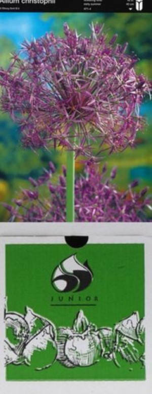 Allium Czosnek Albopilosum 5 Szt.