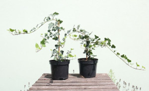 Bluszcz pospolity (Hedera helix) C2