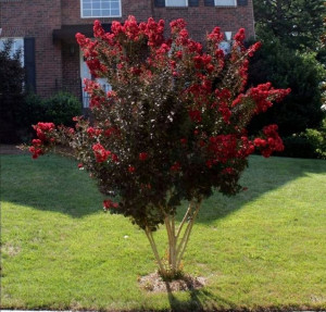 Lagerstroemia Black Diamond - Best Red 60-80cm C2
