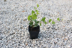 Bluszcz pospolity (Hedera helix) P9