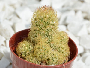 Kaktus Mammillaria elongata żółta sadzonka P 5,5