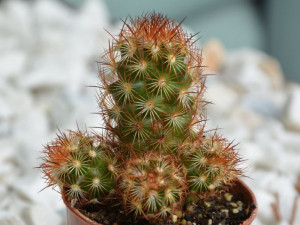 Kaktus Mammillaria czerwona sadzonka P 5,5