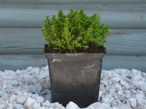Hebe Green Feeling Green Globe P9 zimozielone