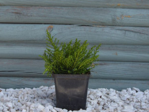 Hebe Hybrida P9 sadzonka roślina wieloletnia