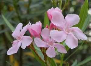 Oleander różowy z kwiatami PA 50-70cm 3L