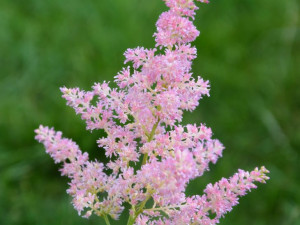 Tawułka Arendsa Astray Light Rose różowa P9 sadzonka