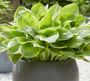 Hosta Funkia Tropica 1 Szt.