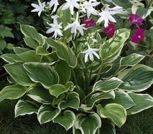 Hosta Funkia So Sweet 10 Szt.