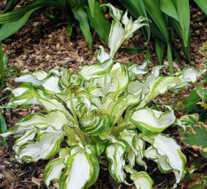 Hosta Funkia Kiwi Spearmint 10 Szt.