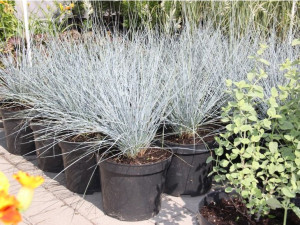 Kostrzewa sina  Elijah blue (Festuca glauca) C2