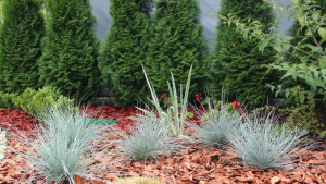 Kostrzewa sina Elijah blue (Festuca glauca) P9