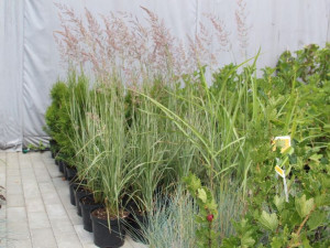 Trzcinnik ostrokwiatowy OVERDAM (Calamagrostis) C2