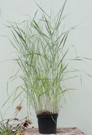 Proso rózgowate HEAVY METAL (Panicum virgatum) C2
