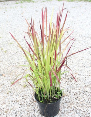 Imperata RED BARON (Imperata cylindrica) C2