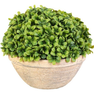 Bukszpan Kula Bukszpanowa W Donicy 25 Cm