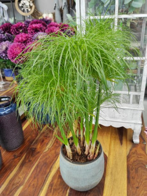 Cyperus Papyrus 'nofretete' Papirus 60 Cm