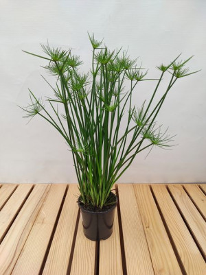 Cyperus Haspan Papirus 55 Cm