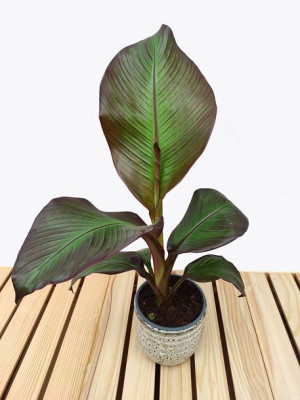 Ensete Ventricosum Maurelli Bananowiec 45 Cm