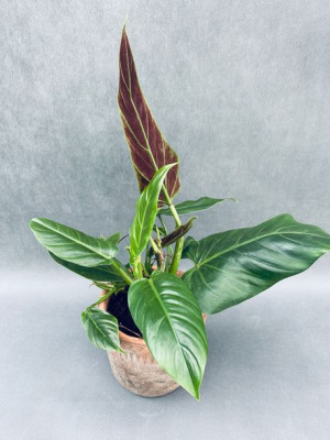 Philodendron Subhastatum 60 Cm