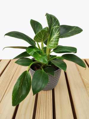 Philodendron Birkin 35 Cm
