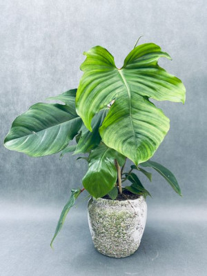 Philodendron Squamiferum 40 Cm