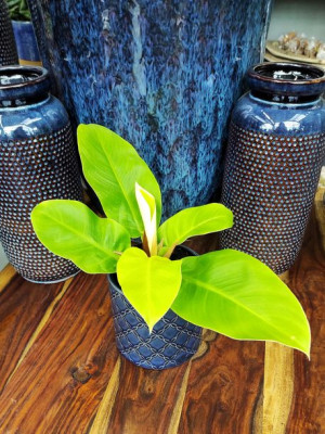 Philodendron Moonlight 25 Cm