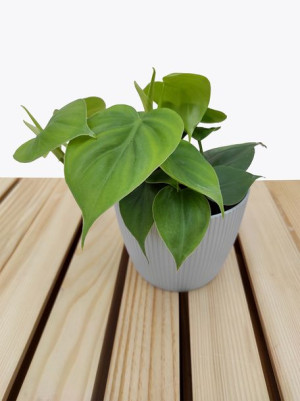 Filodendron Scandens Philodendron 15 Cm