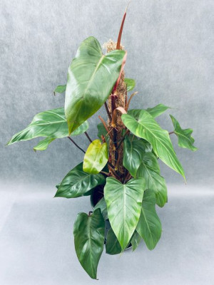 Filodendron 'red Emerald' Philodendron 70 Cm