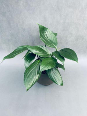 Philodendron Phil Tarragon Tail 30 Cm