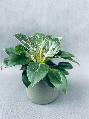 Philodendron 'birkin' 'frosty' 35 Cm