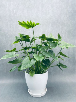 Philodendron Bipinn. 'shangri-la' 50 Cm