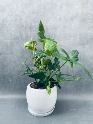 Philodendron Dragon Bush Filodendron 55 Cm