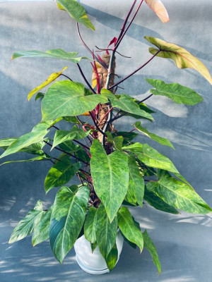 Philodendron Painted Lady Filodendron 120 Cm