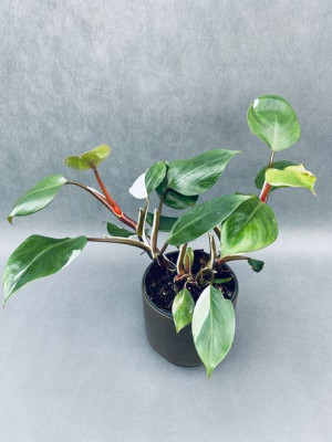 Philodendron White Knight Filodendron 45 Cm